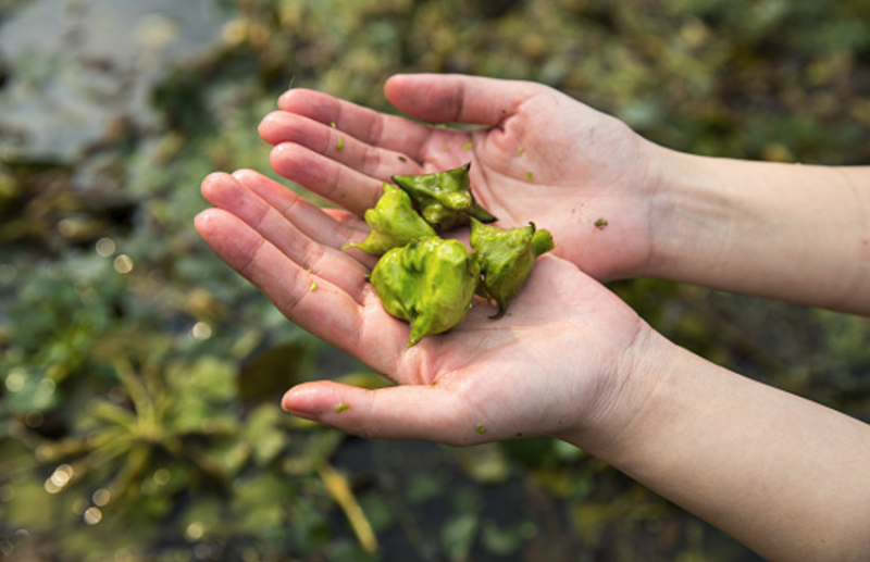 Water Chestnut Health Benefits In Hindi