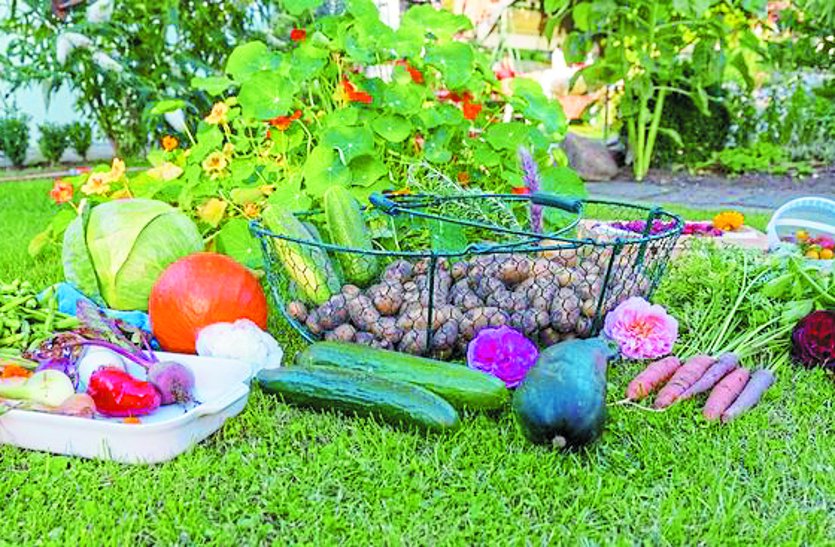 Children will get fresh vegetables, kitchen garden be made in school