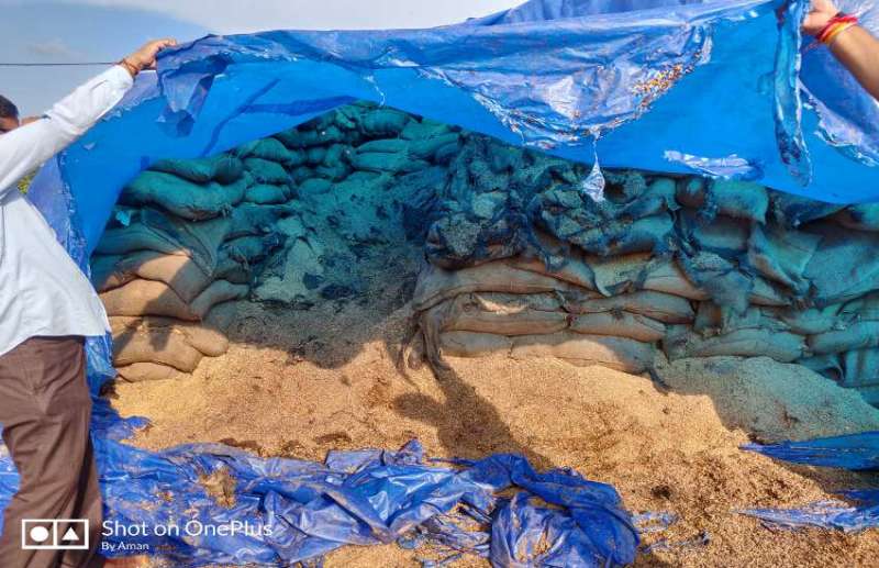 One and a half million paddy bags Rotten