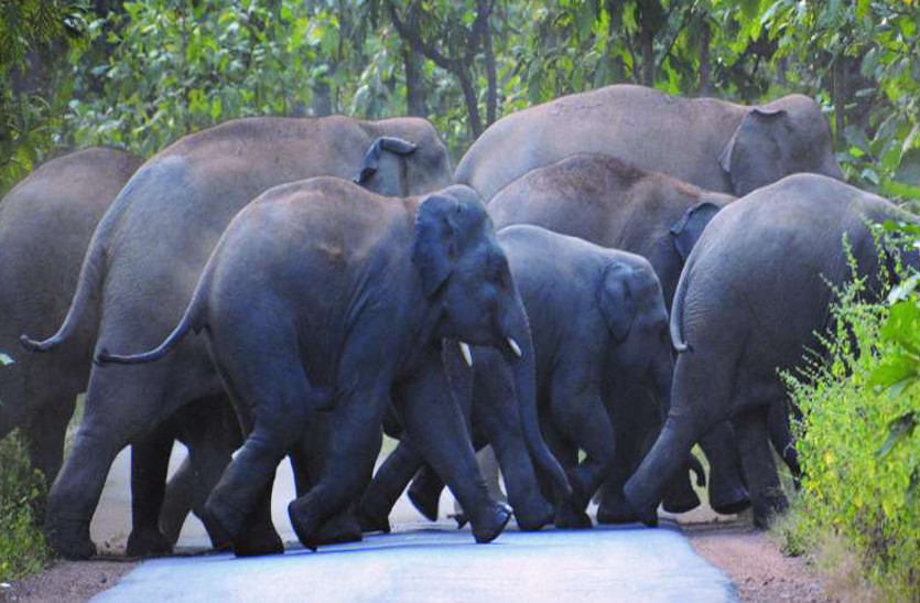 मछली पकडऩे के बाद घर वापस लौट रहे ग्रामीण का हाथी से हो गया सामना, जान बचाने भागा तो हाथी ने पटक कर मार डाला