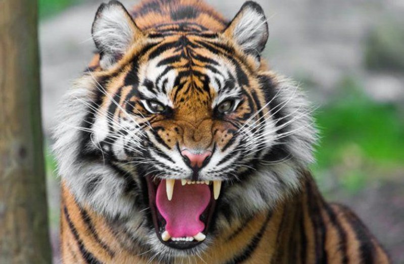 रणथम्भौर राष्ट्रीय उद्यान: बाघ के हमले से बकरियां चरा रहे युवक की दर्दनाक मौत