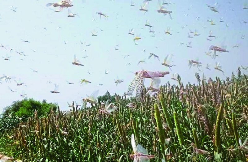 Department failed to control grasshopper