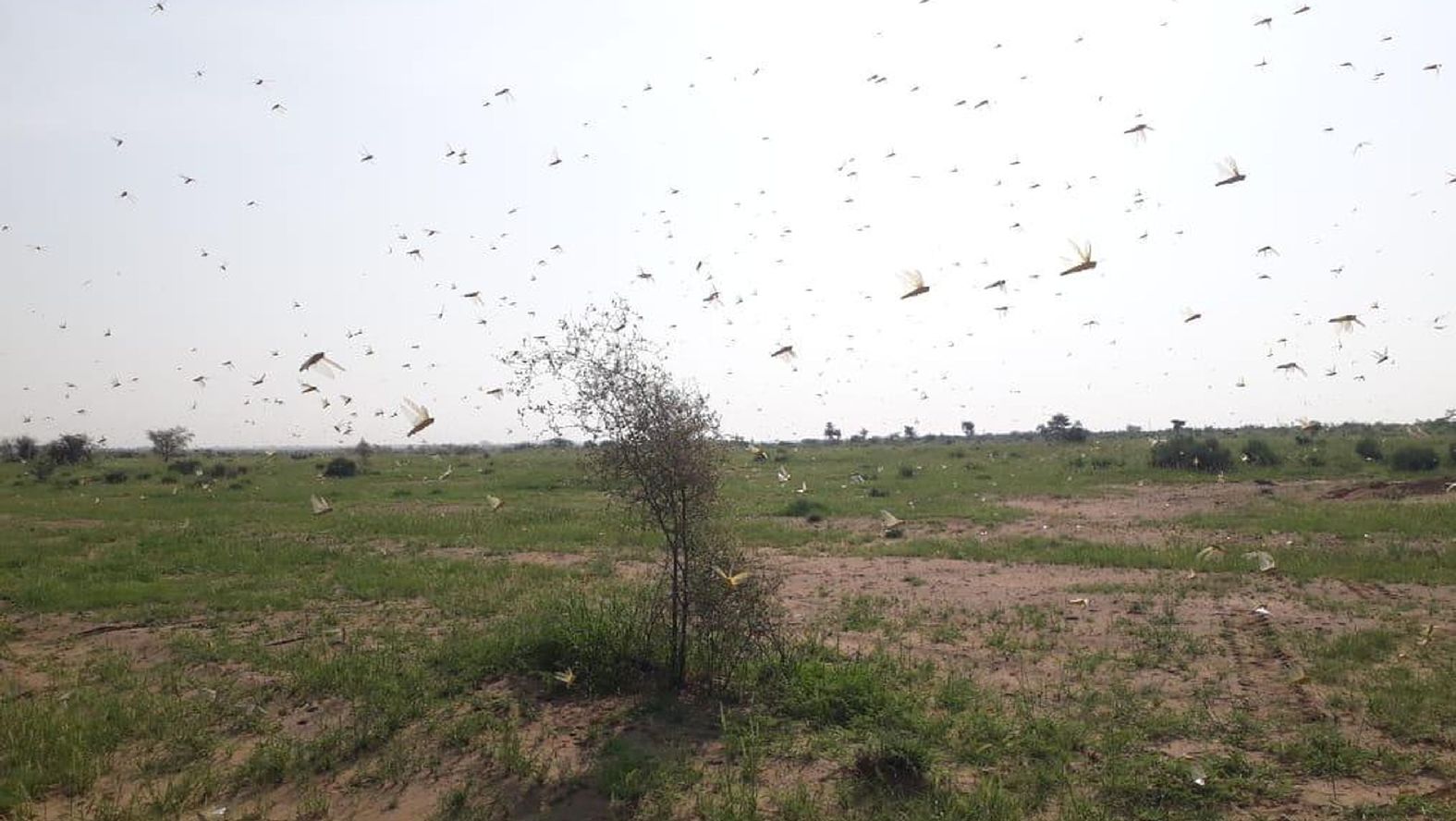Farmers concerned about continued flow of locusts groups in jaisalmer