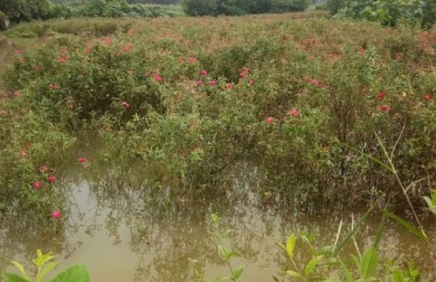 Flood destroyed flower farming of prayagraj