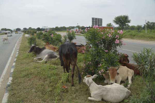 beautiful pics of road divider in smart city
