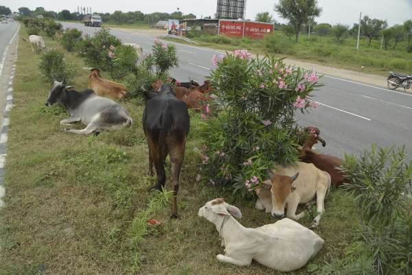 beautiful pics of road divider in smart city