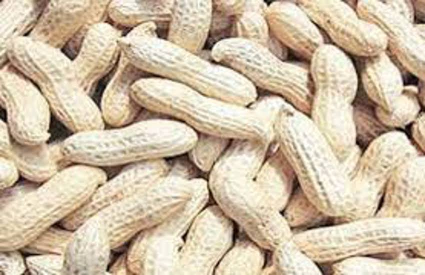 Ahmedabad news: जानिए गुजरात में कब से शुरू हो रहा है मूंगफली खरीदी के लिए रजिस्ट्रेशन