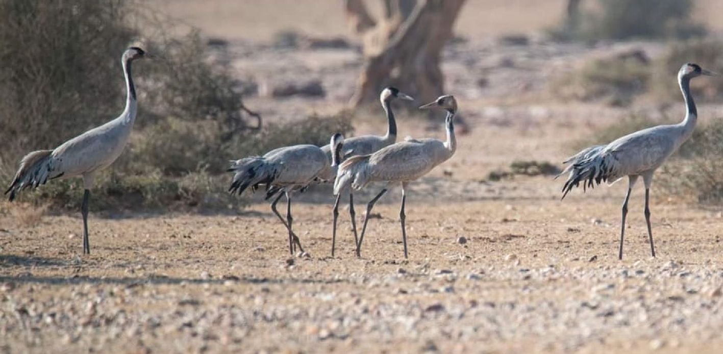 Waiting of Common crane brids Look like Kurjan in jaisalmer