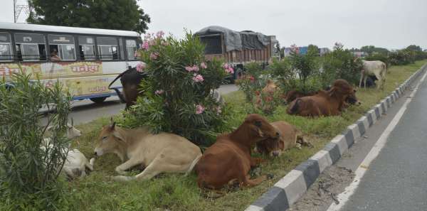 beautiful pics of road divider in smart city