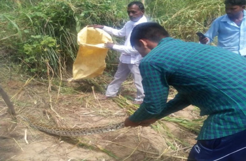 कुएं पर अजगर आने से परिवार में मचा हडक़ंप