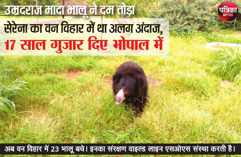 Bhopal: Elderly bear dies in Van Vihar