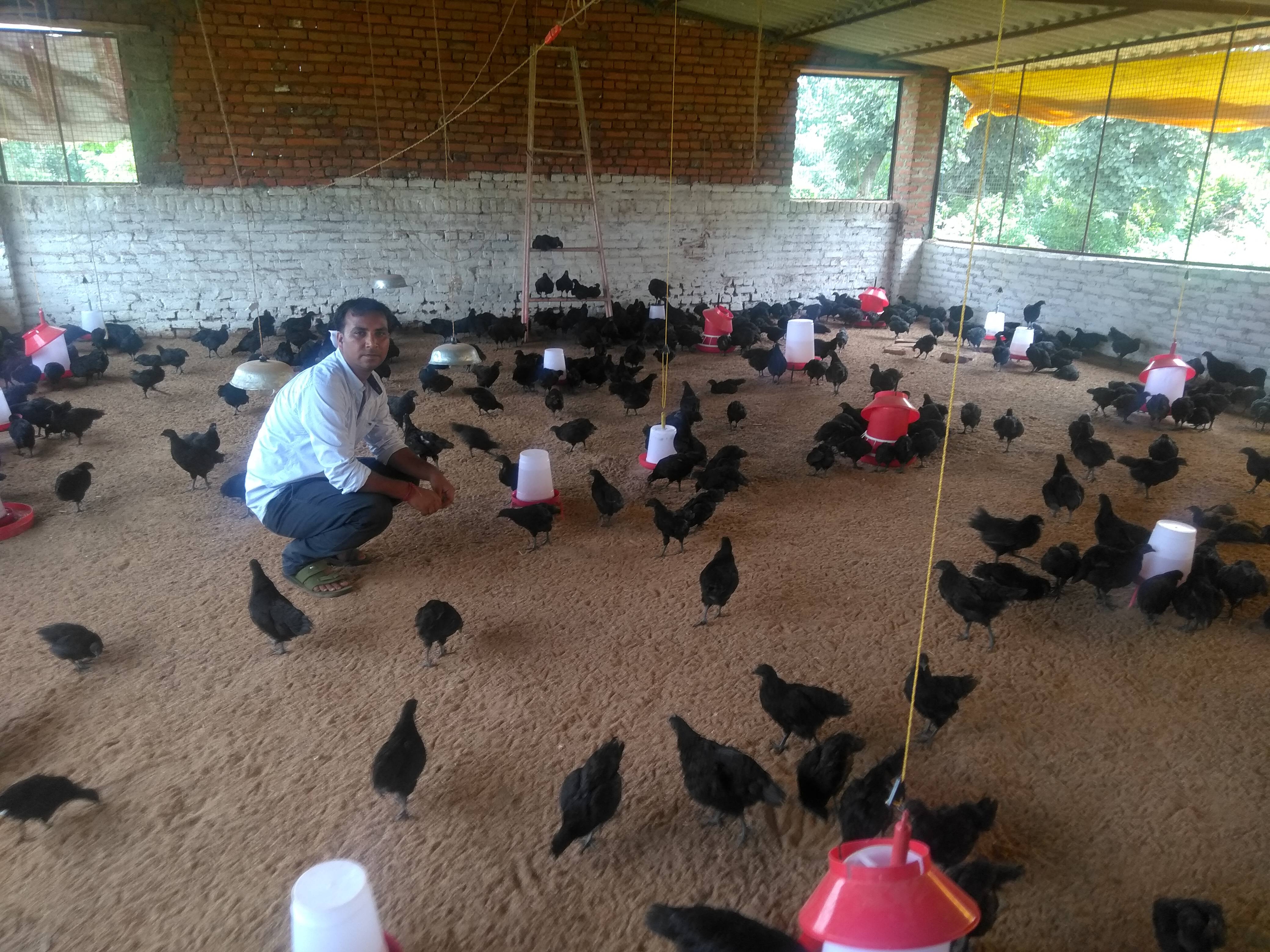 kadaknath ka ho raha palan