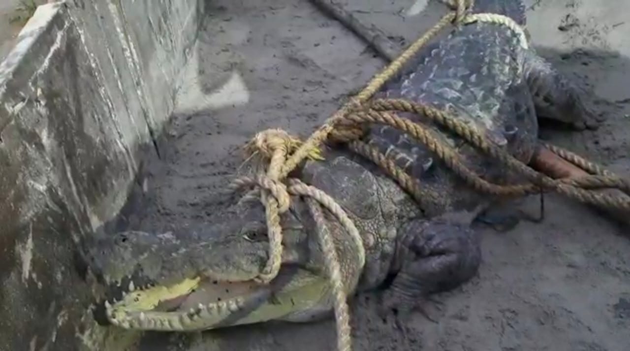 Forest Department abandons crocodile in Saryu River