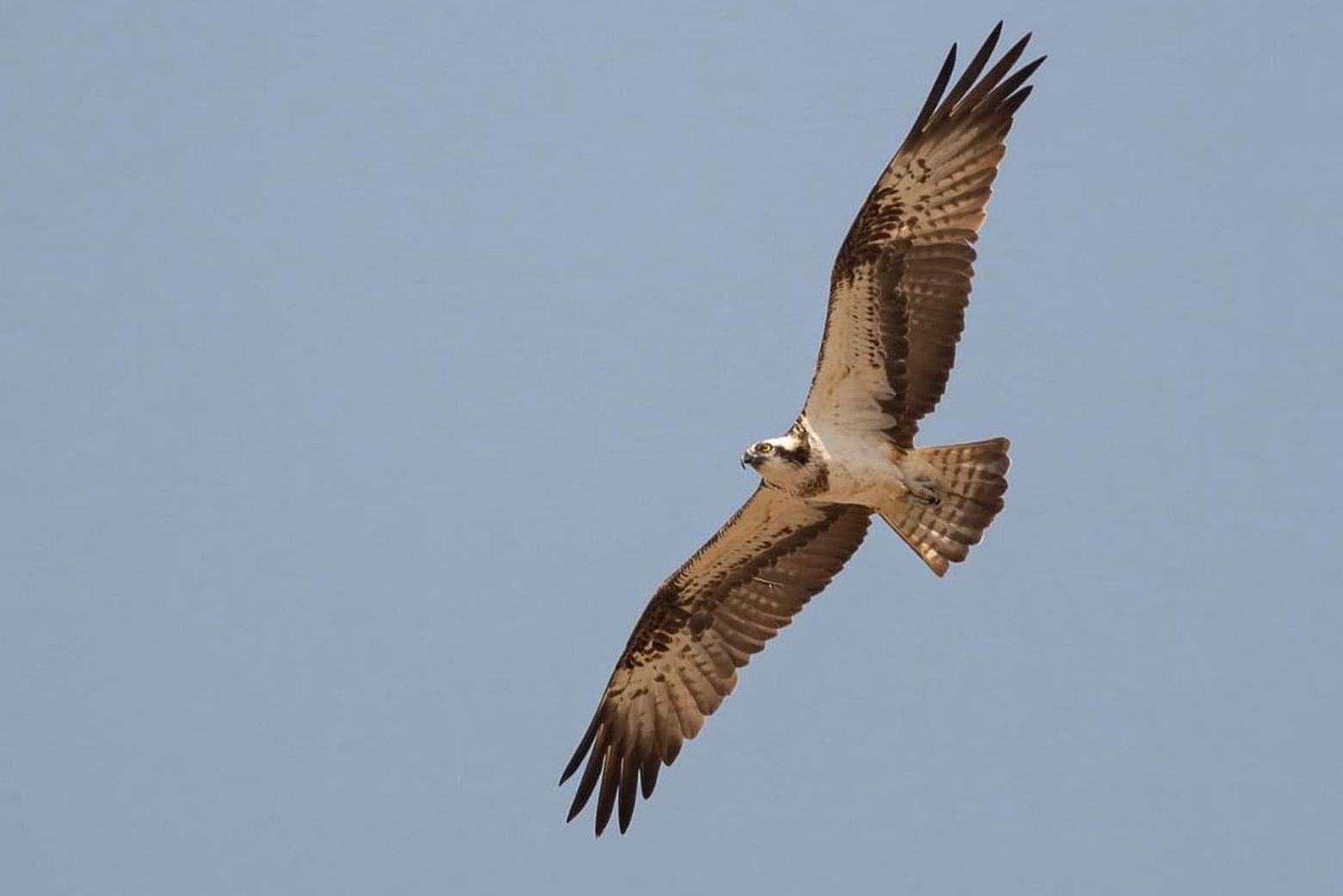 Pokhran became Rare species roost of birds in jaisalmer