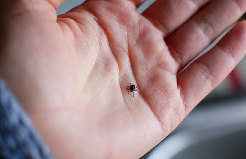 Kyasanur Forest Disease Outbreak