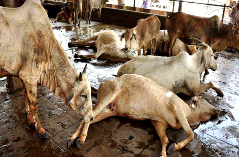 न्यायिक जांच में बड़ा खुलासा: गोसेवा आयोग के अध्यक्ष ने साढ़े 14 महीने रोके रखा 53 लाख का अनुदान, गायों की मौत, संचालक के साथ दोषी करार