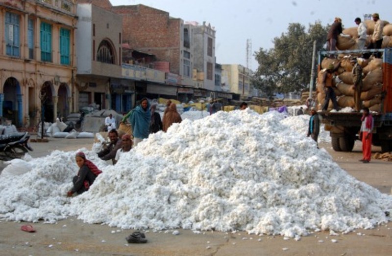 मंडियों में आने लगा सीजन का सफेद सोना