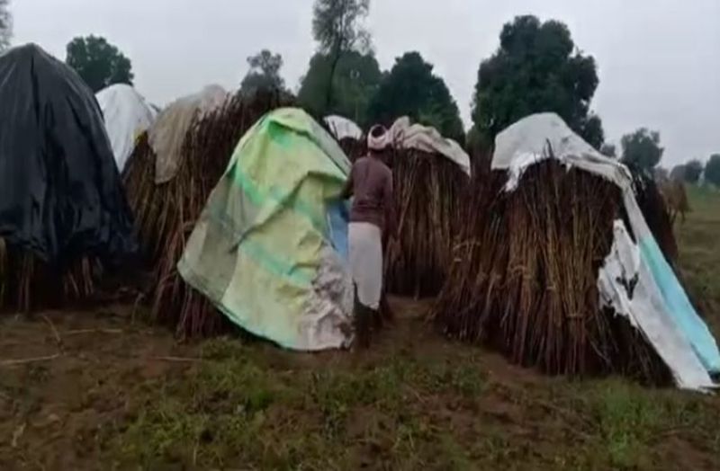 किसान बोले फसलें तबाह, नकार रहा विभाग