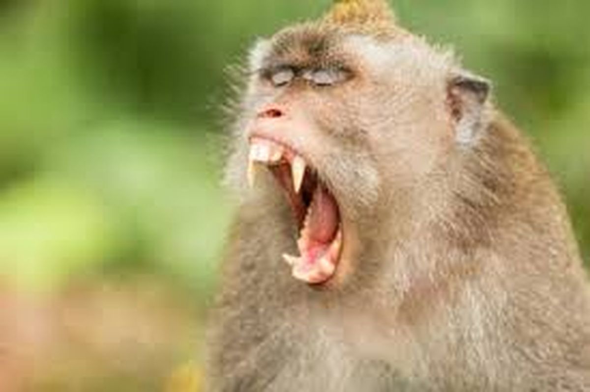 Due to monkeys in this city, people will not leave home