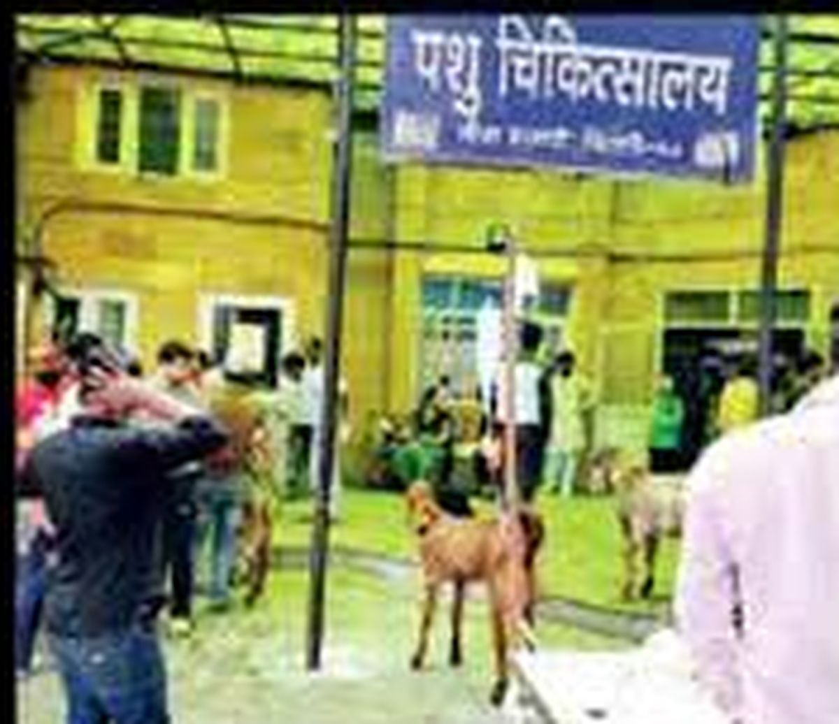 एक पशु चिकित्सक के भरोसे तीन लाख मवेशियों का भविष्य