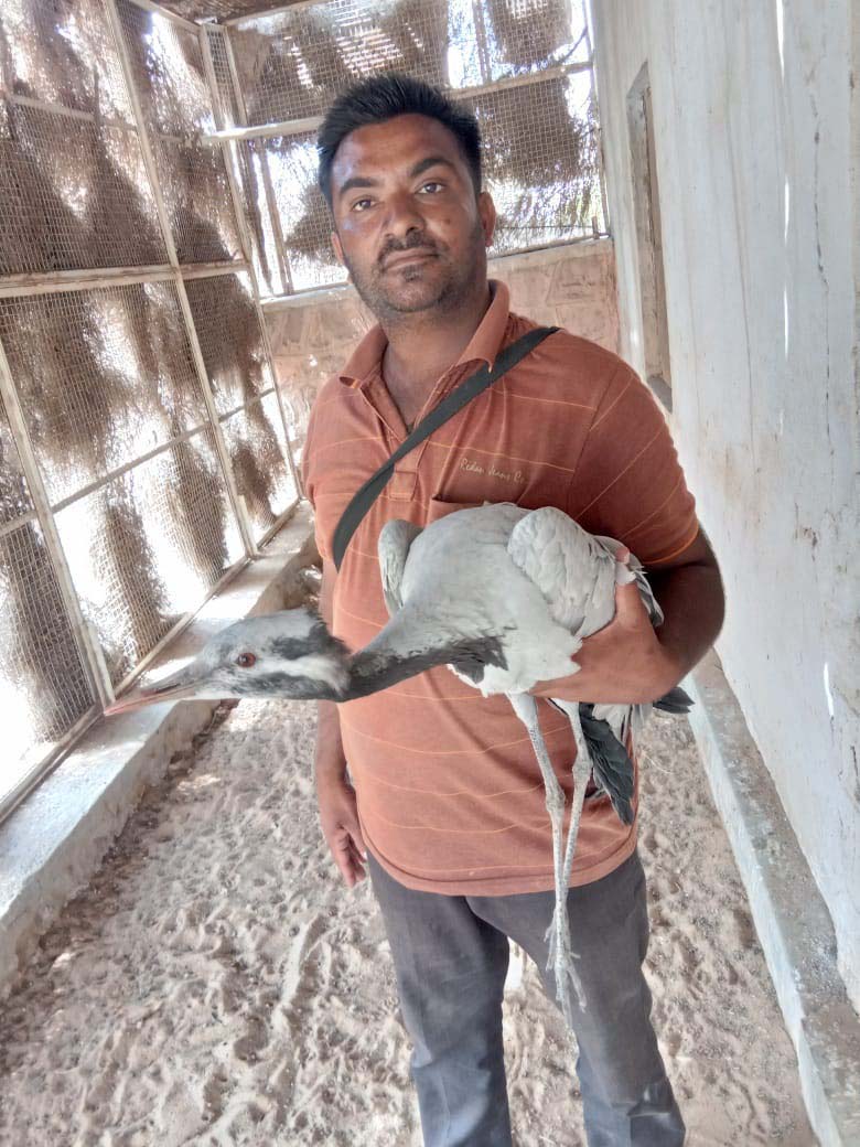 फलोदी. घायल कुरजां को रेस्क्यू सेंटर लेकर पहुचे सेवाराम
