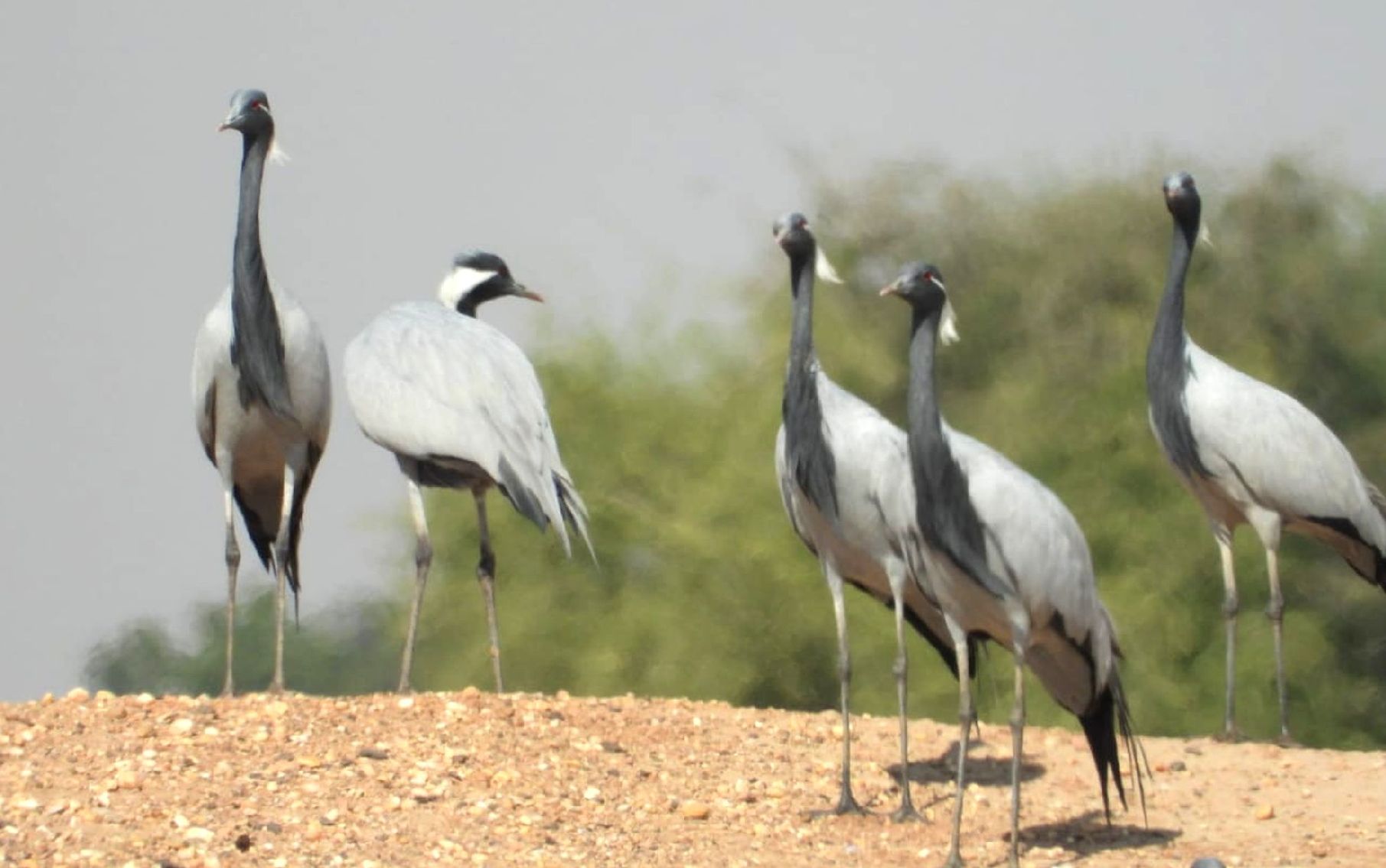 Kurjan birds To part from five months meet with family in jaisalmer