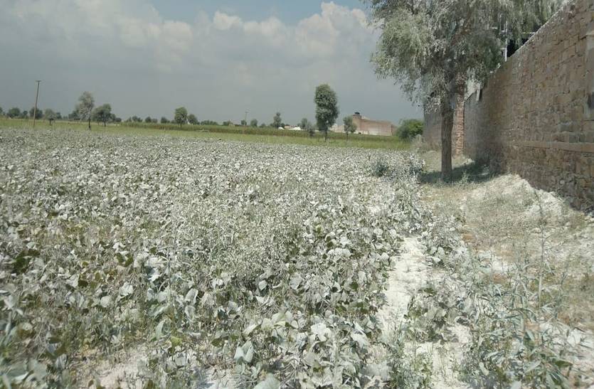 Crops spoiled by pollution in Piparcity
