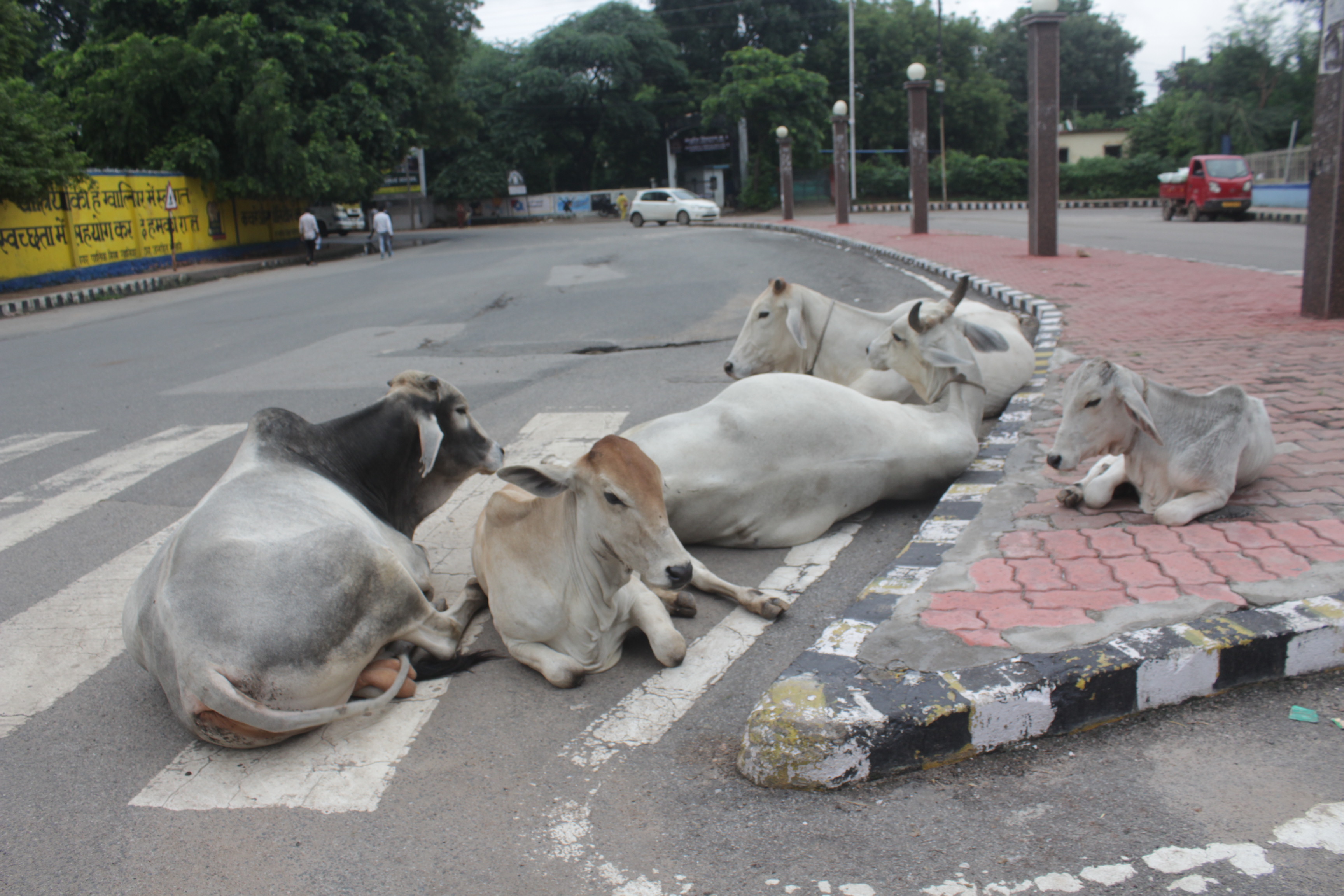 cattle on roads of gwalior