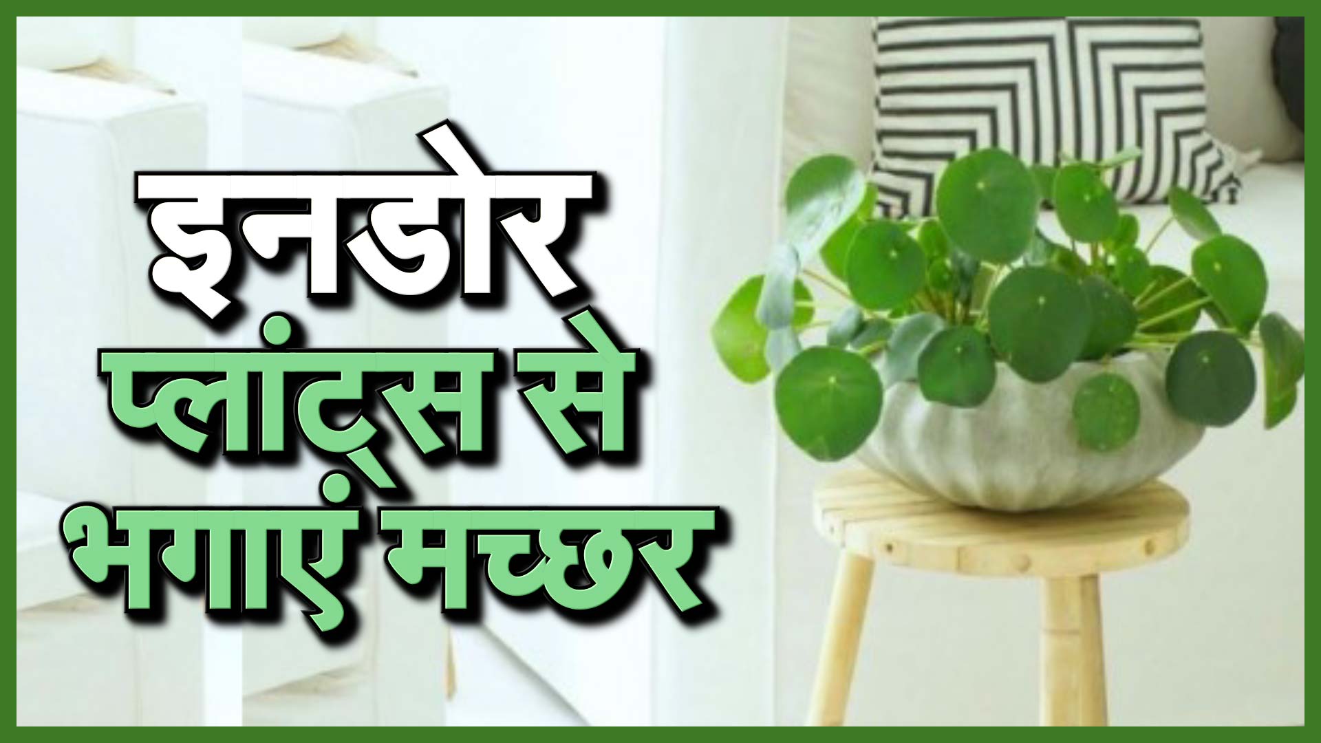 इनडोर प्लांट्स लाएं, मच्छर भगाएं-indoor plants for your home