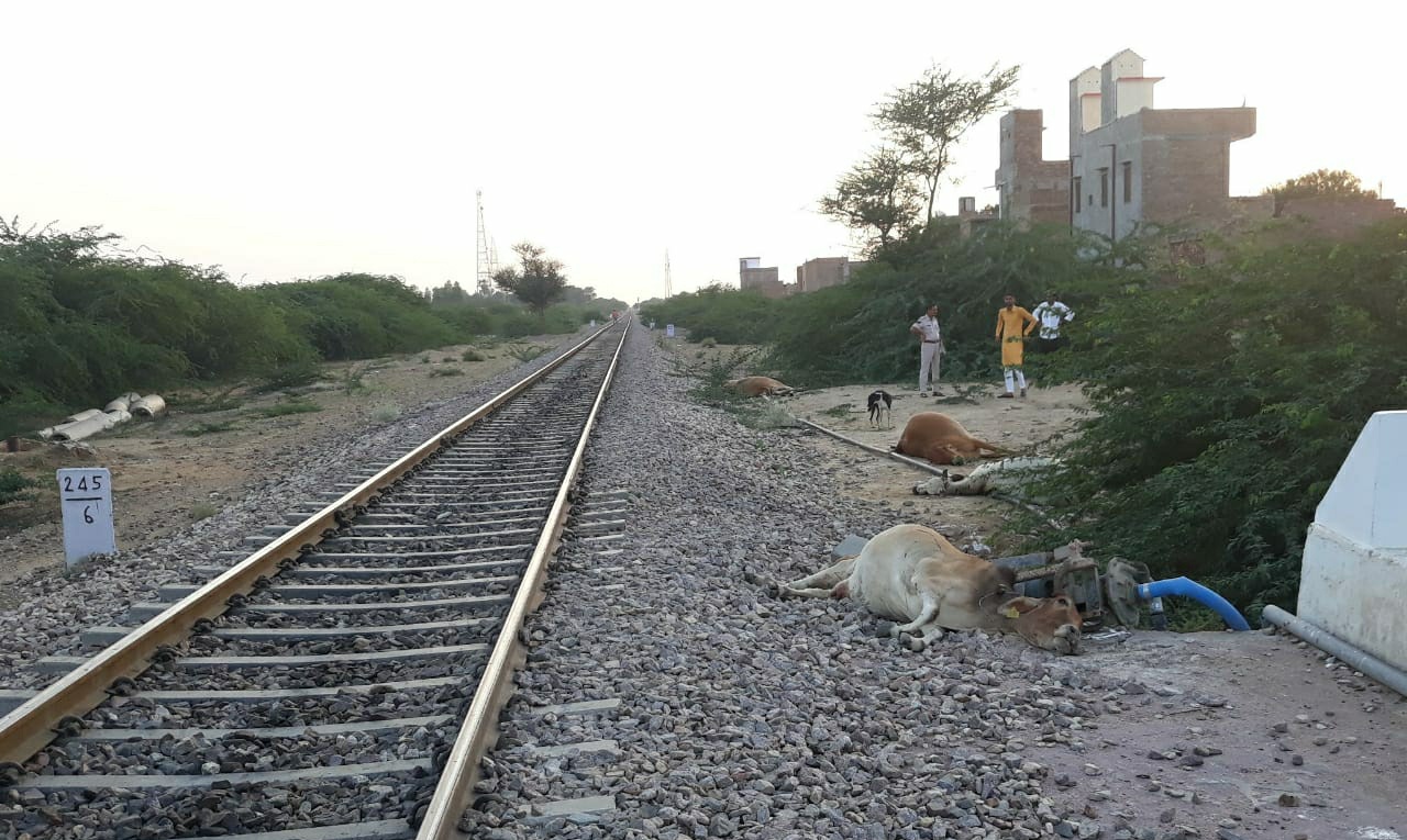 bikaner news- Seven cows died after being hit by a train