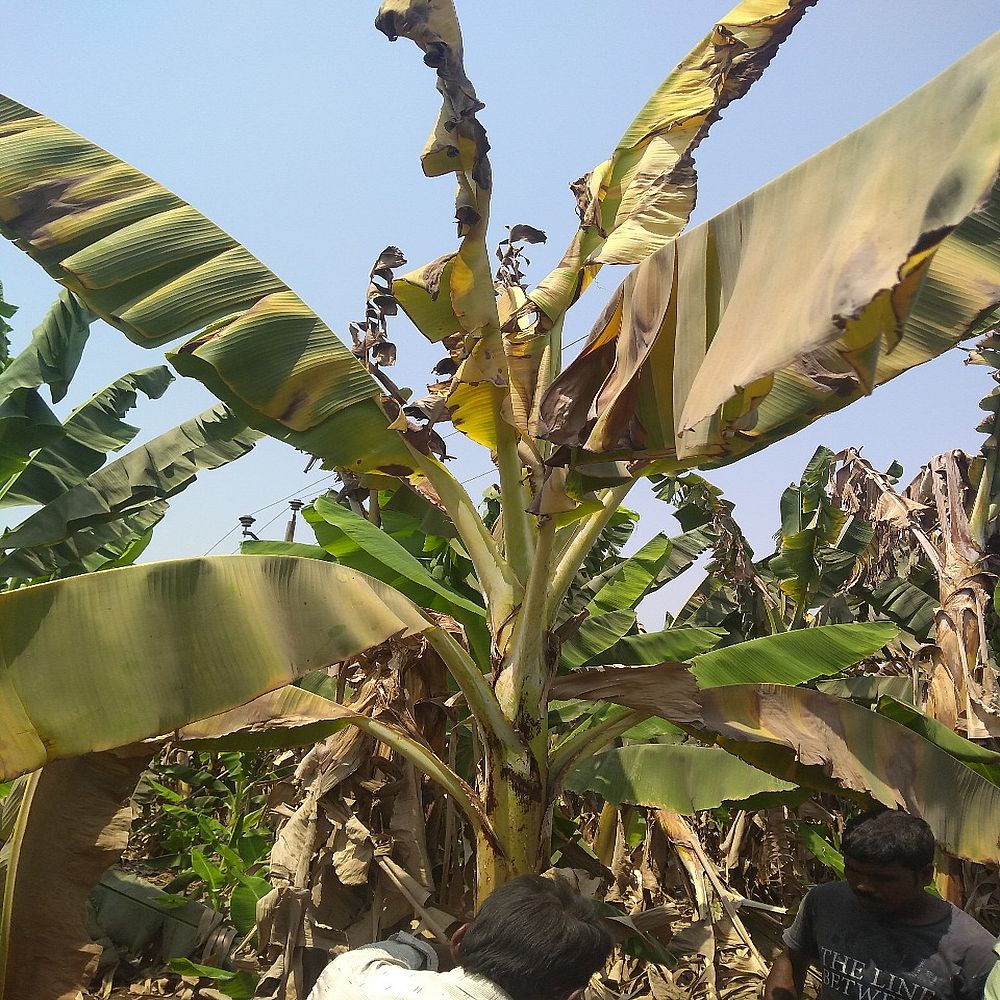 किसानों को सता रहा है पनामा बिल्ट रोग का प्रकोप, केले की फसल को कर जाते है चट