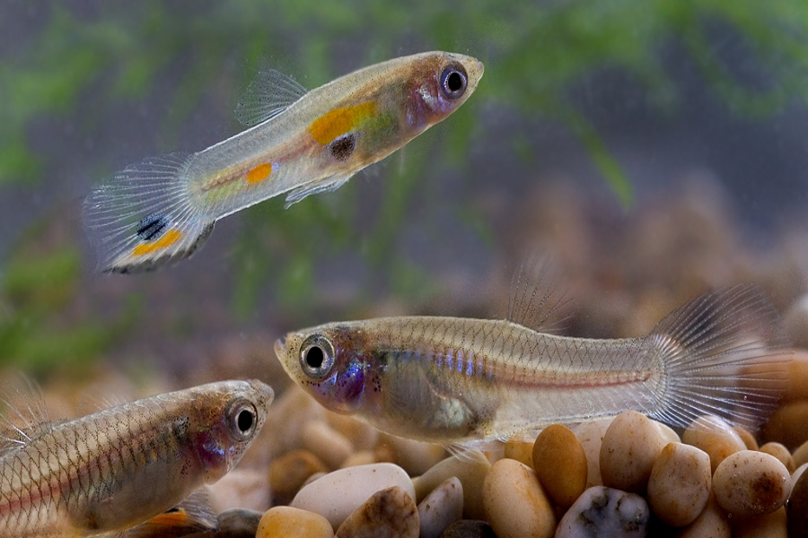 guppy fishes will be used to curb malaria and chikungunya