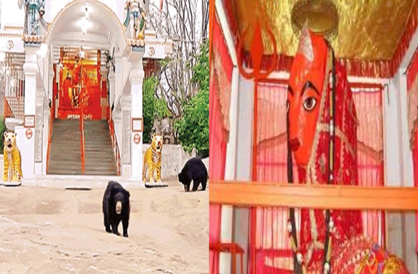 माता की आरती करने रोज मंदिर पहुंचता है भालुओं का परिवार, ऐसी भक्ति देखकर आप भी पड़ जाएंगे आश्चर्य में