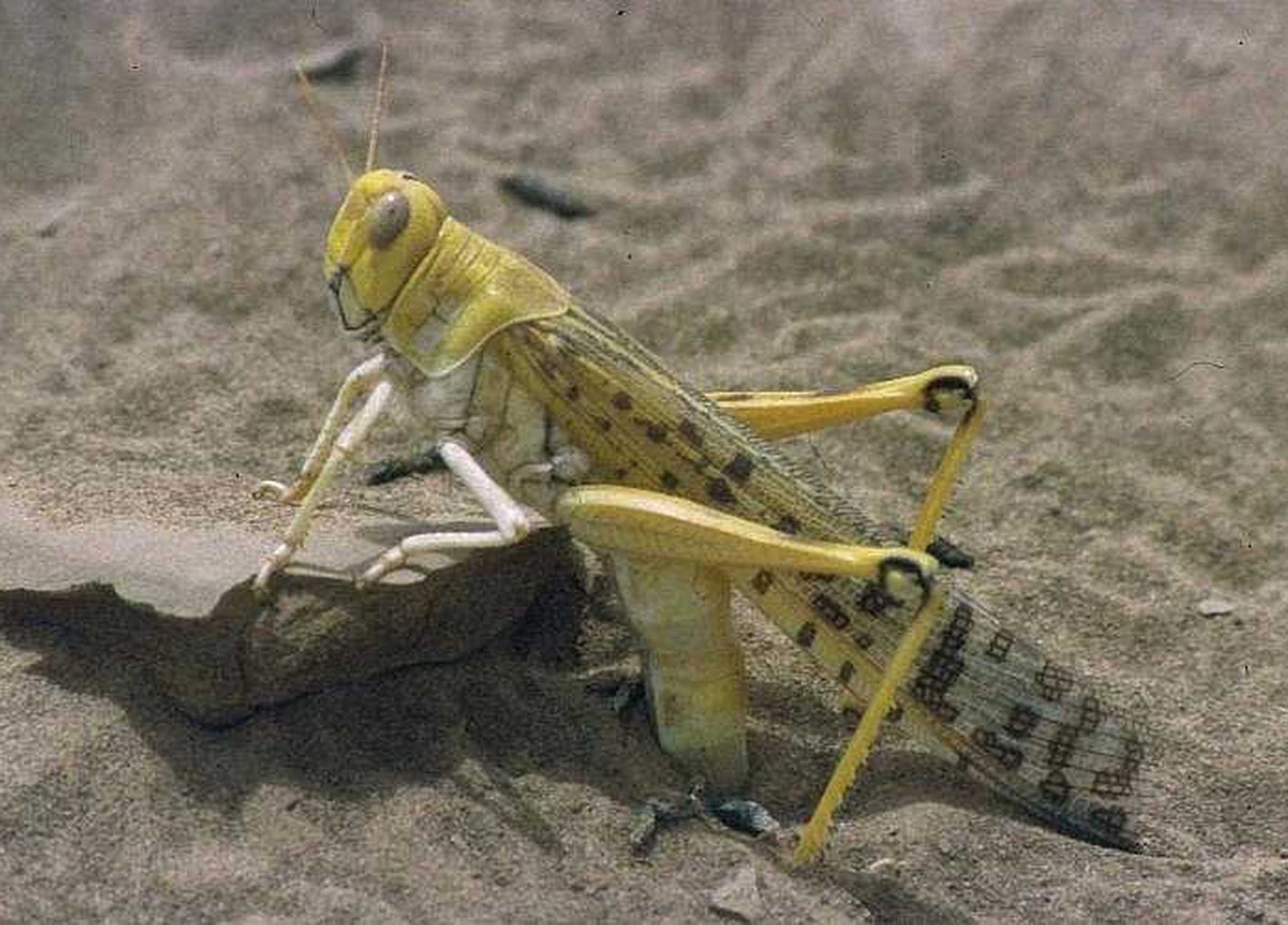 pakistan fails to spray pesticides to kill locust outbreak