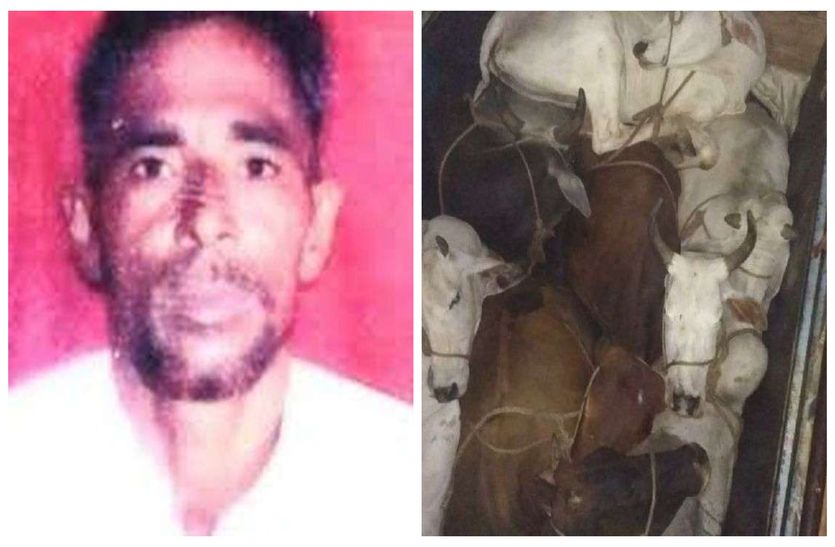 Pehlu Khan Case : Cow Smuggling Increasing In Behror Alwar