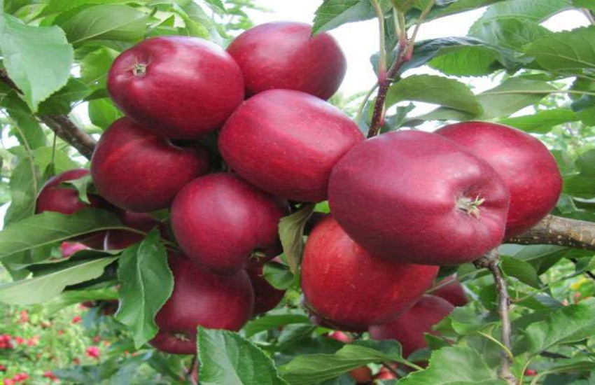 सेब खरीदने के चक्कर में लूट गया रायपुर का कारोबारी, गंवा दिया 5 करोड़