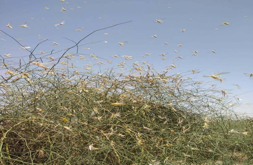 Locust control team negligence