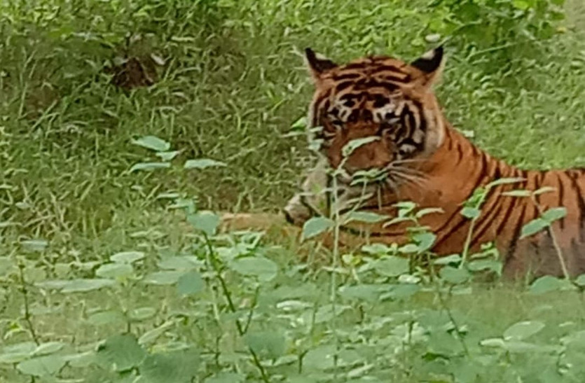 Ranthambore national park Tiger Fight