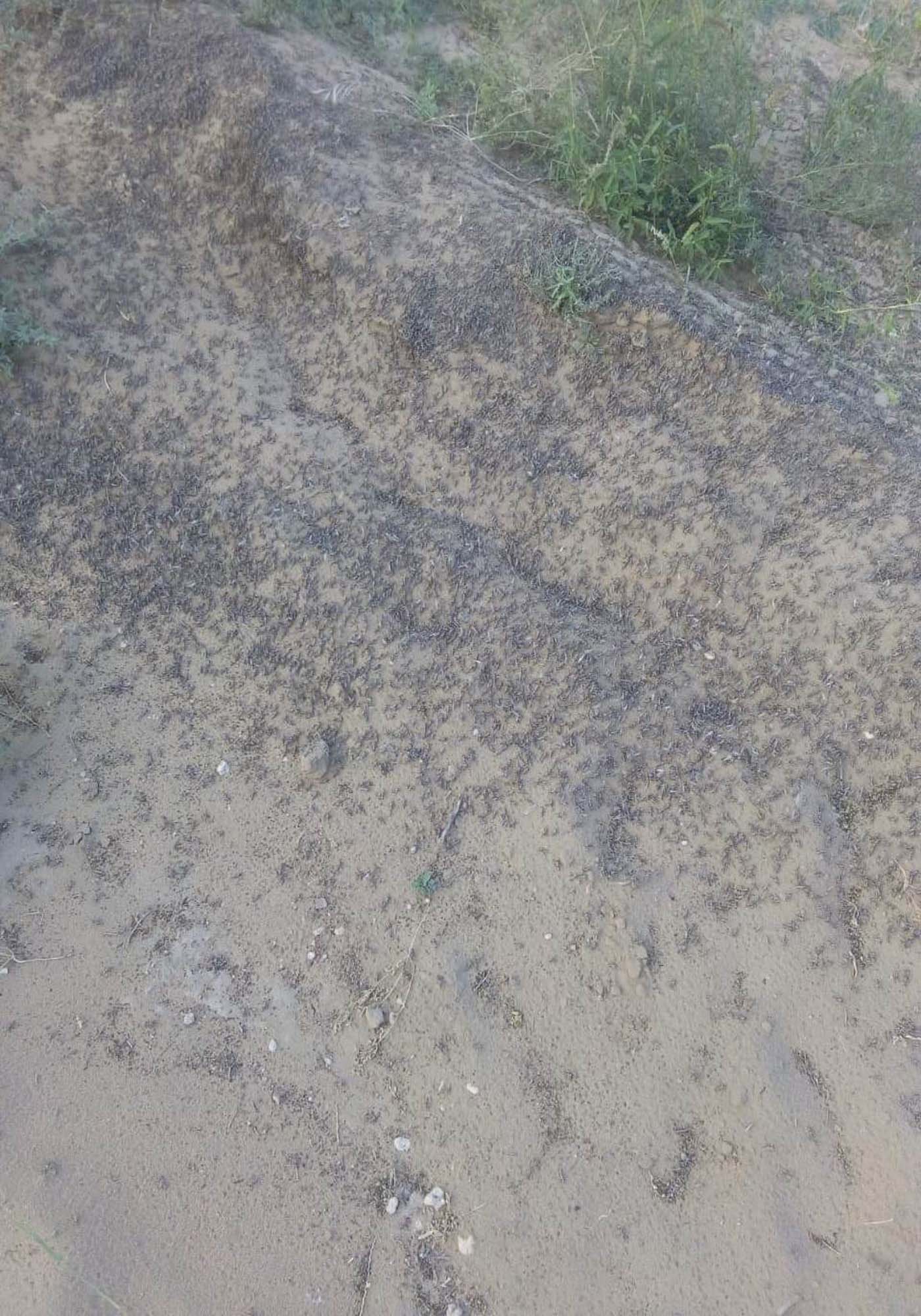 Locust in Phalodi area