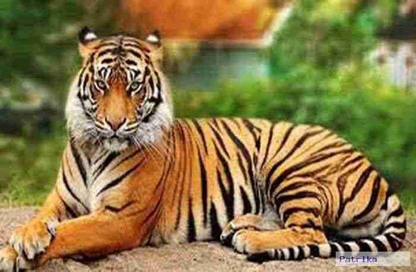 Sariska National Park Will Reopen Today For Tourists