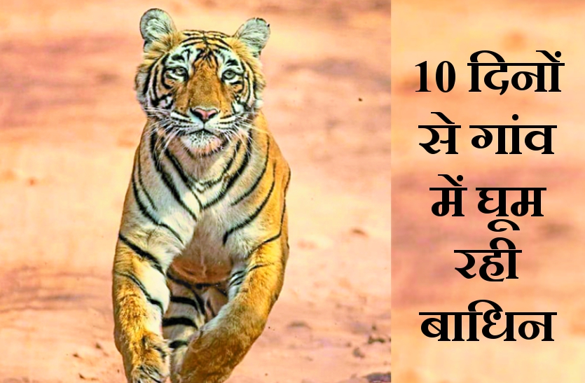 Tigress Attack On Women