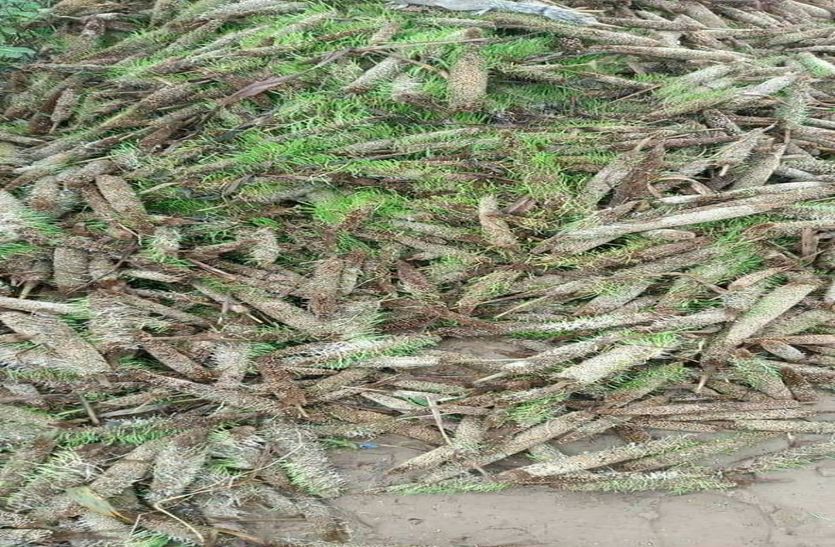 किसान बोले: बेमौसम की बारिश से फसलों में भारी नुकसान