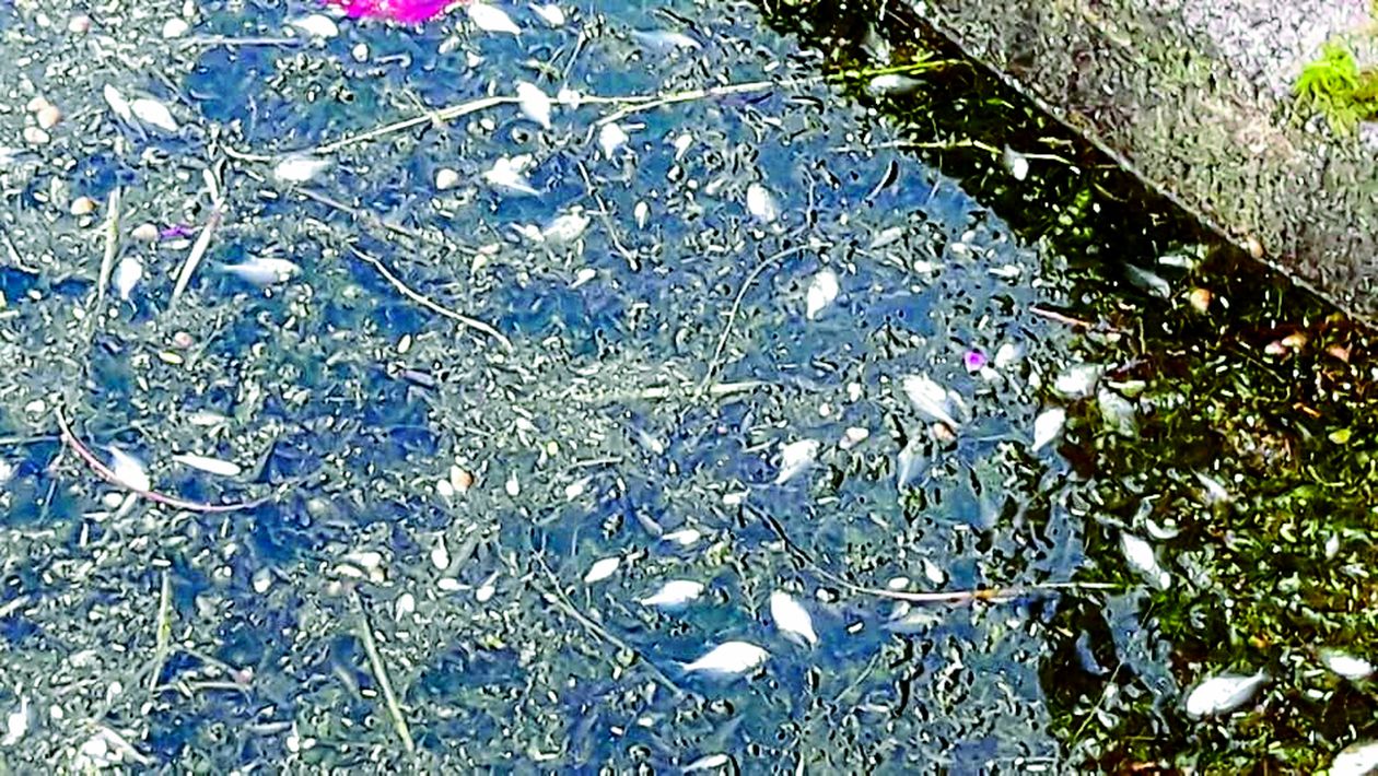 दुर्गंधयुक्त पानी से मरीं मछलियां...पिछोला झील में मिला सीवरेज का पानी