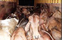 गोवंश से लदा कंटेनर पकड़ा, छह मवेशी मृत और चार घायल मिले