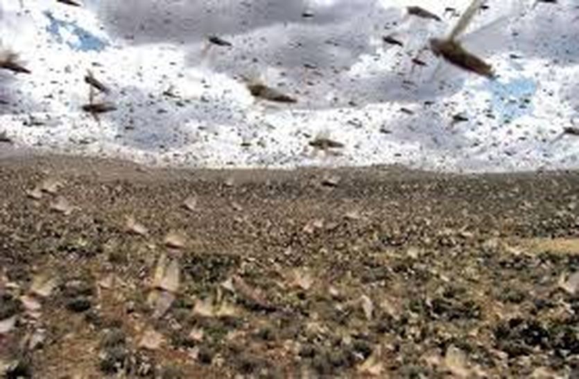 Locust attack again in Khajuwala