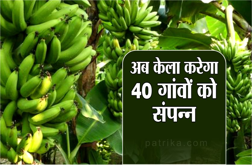 ,banana farming starts in 40 villages of sheopur districts