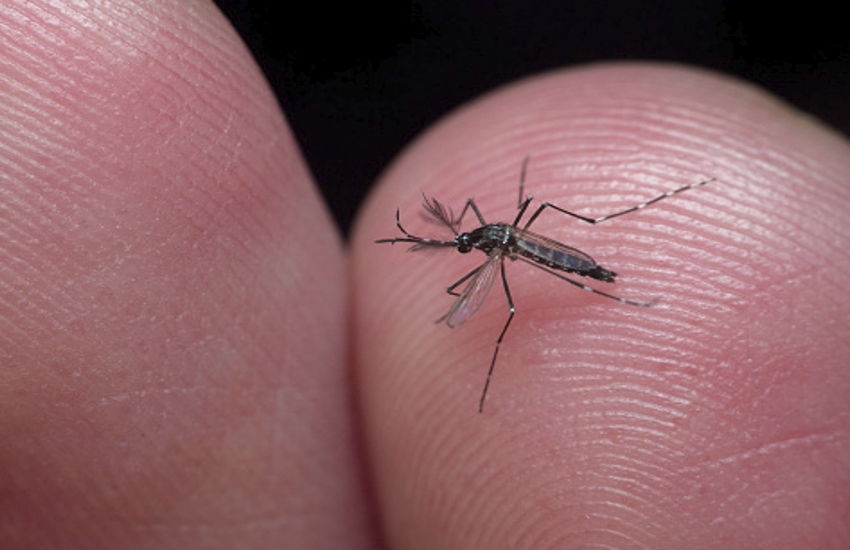 Natural Ways To Prevent Dengue Fever