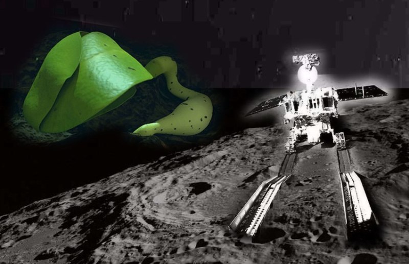 lander on moon, cotton plant grows
