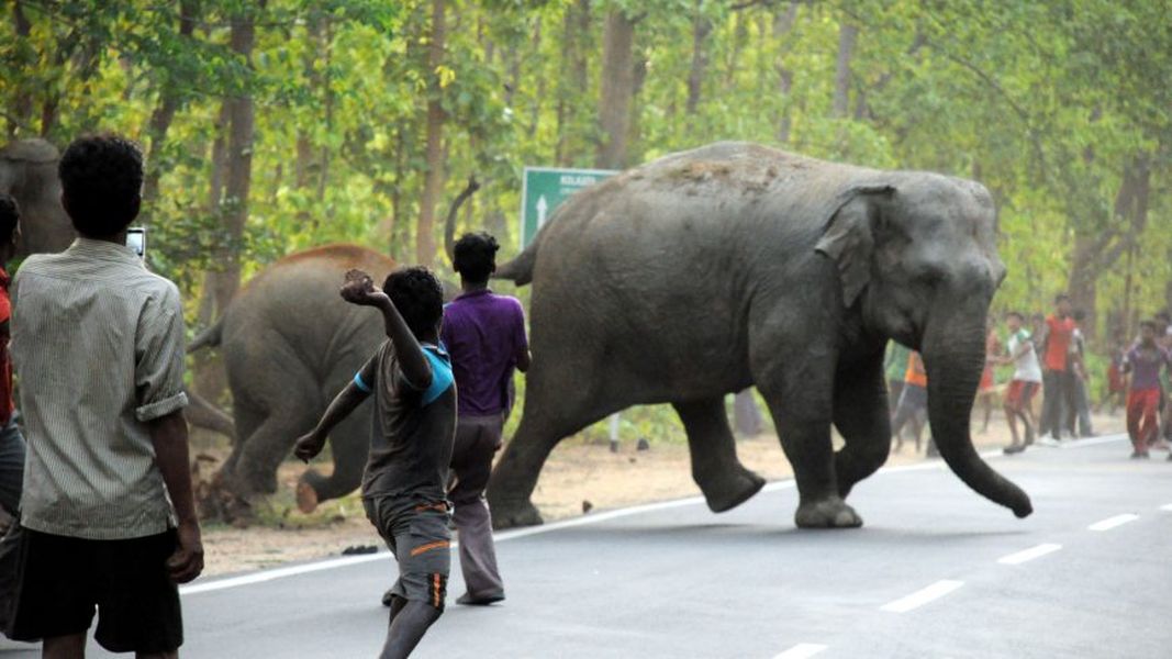 कर्नाटक : मानव बस्तियों में हाथी नहीं मचा पाएंगे हुड़दंग