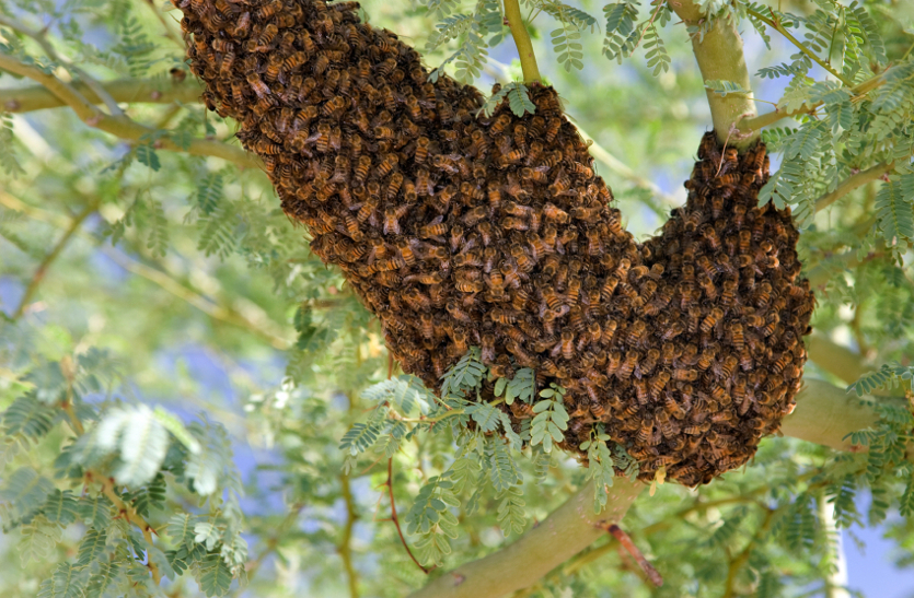 शोक कार्यक्रम में शामिल लोगों पर मधुमक्खियों के झुंड ने बोला हमला, तालाब में कूदकर बचाई जान